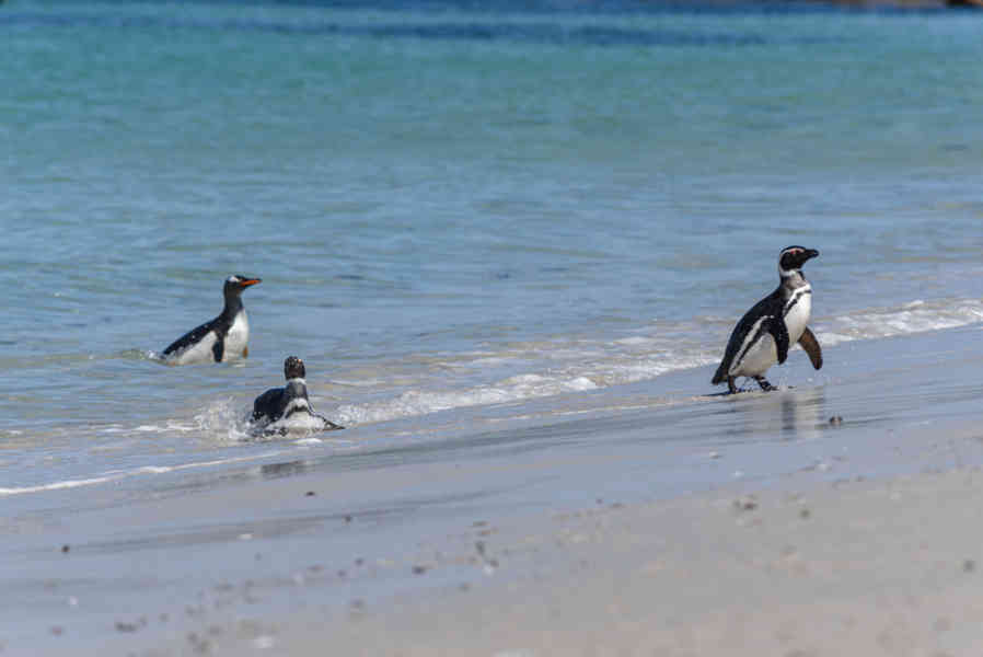 Pingüino de Magallanes - islas Falkland o Malvinas 18.jpg